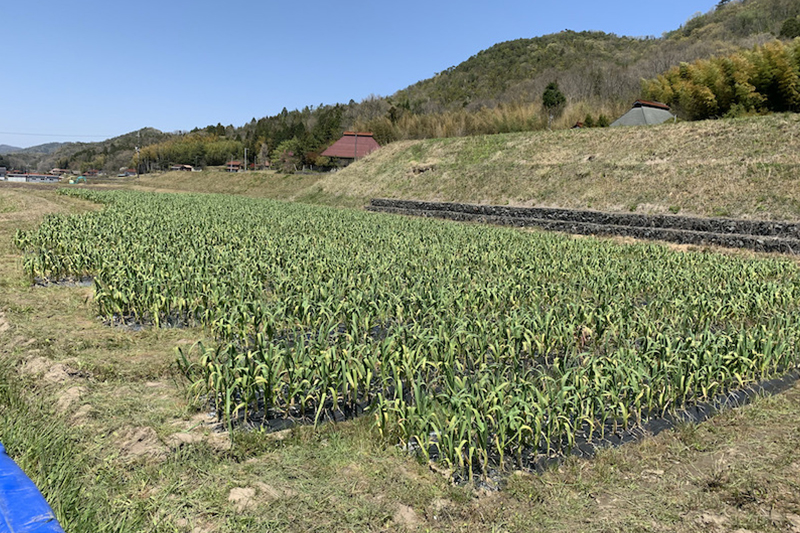 植え付け、栽培の様子