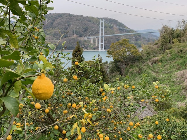 安心の広島ブランド“特別栽培レモン”